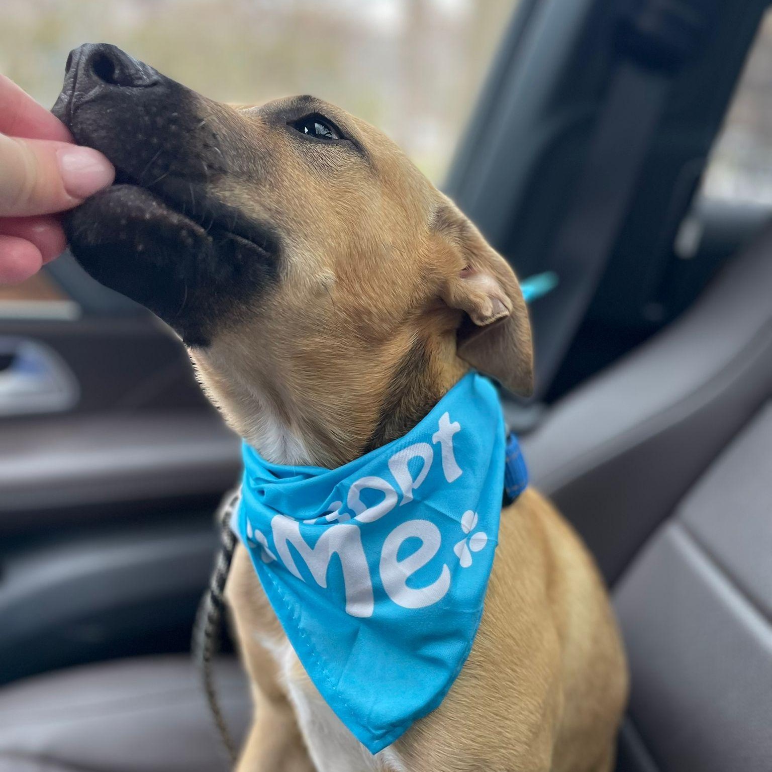 Enlarge kuzco, a ADOPTABLE Mixed Breed in Thornhill, ON image 4/6