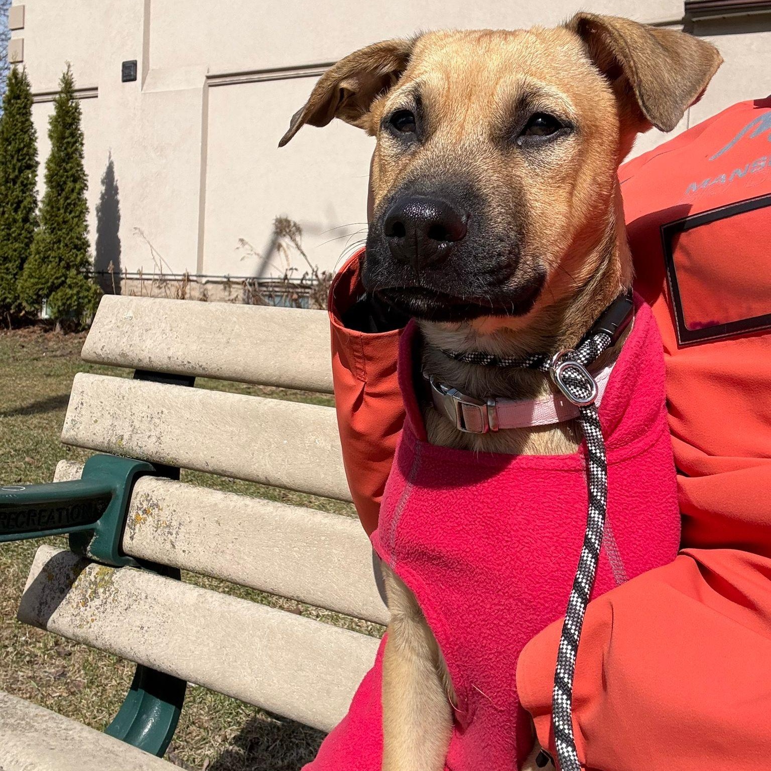 Enlarge kuzco, a ADOPTABLE Mixed Breed in Thornhill, ON image 3/6