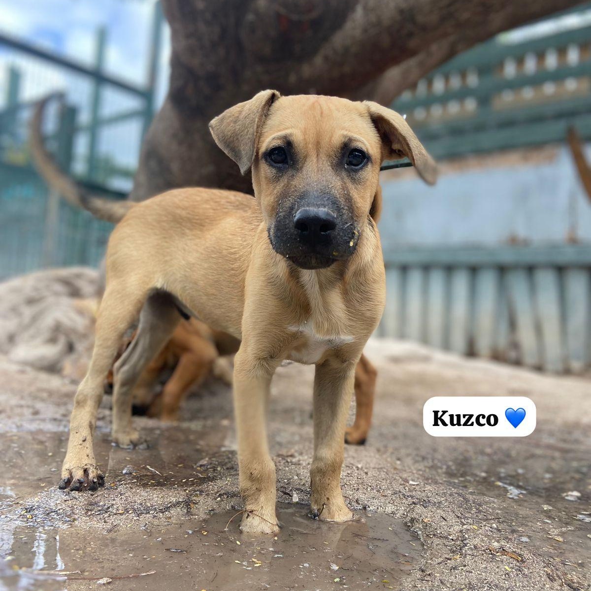 Enlarge kuzco, a ADOPTABLE Mixed Breed in Thornhill, ON image 2/6