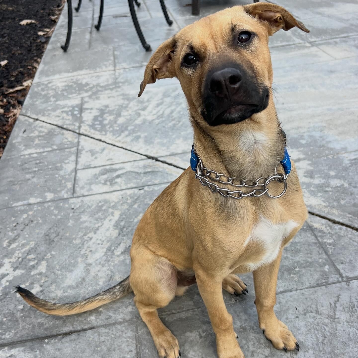 Enlarge kuzco, a ADOPTABLE Mixed Breed in Thornhill, ON image 1/6