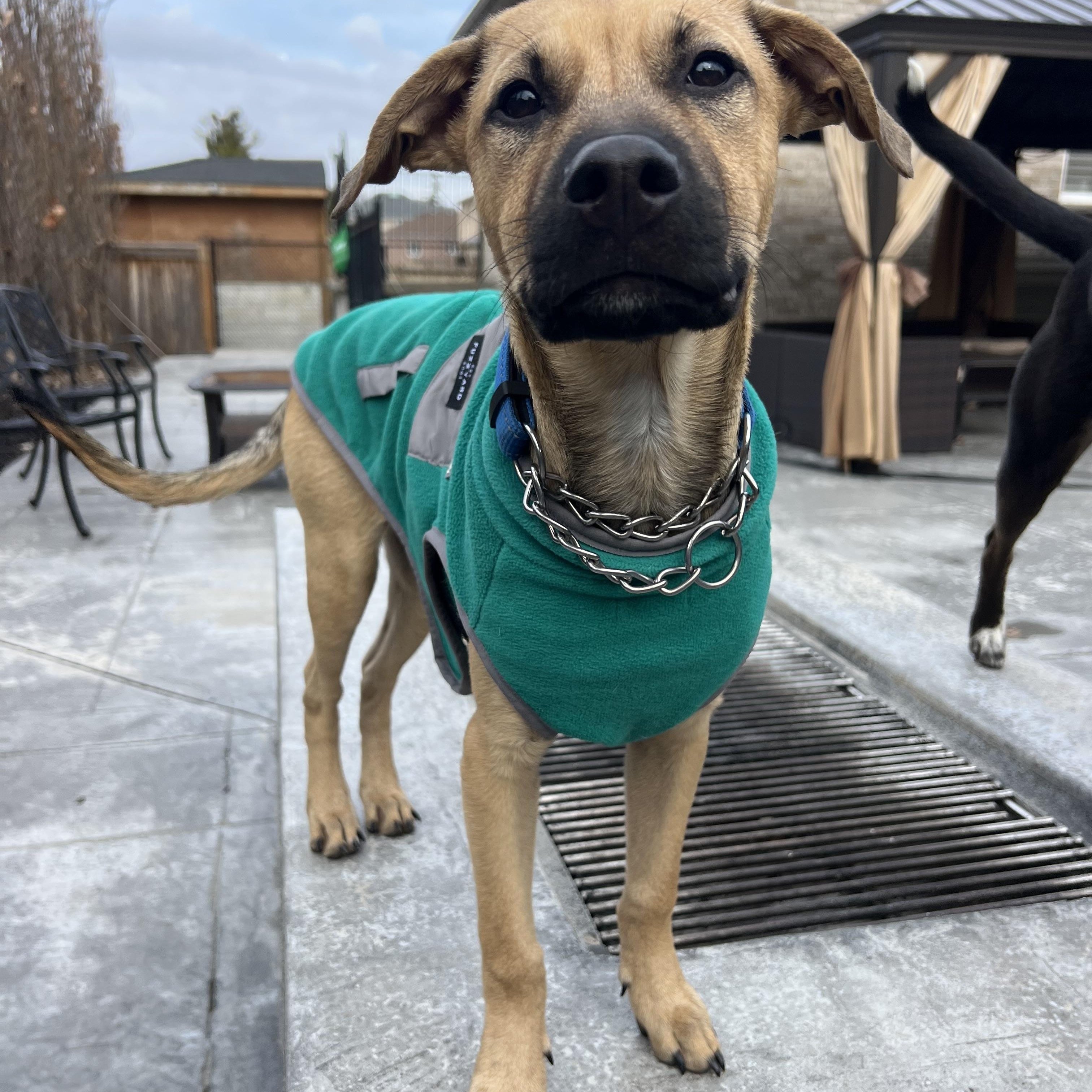 Enlarge kuzco, a ADOPTABLE Mixed Breed in Thornhill, ON image 6/6