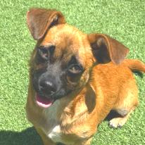 Zuko, Adoptable, Young Male Mixed Breed & Mixed Breed.