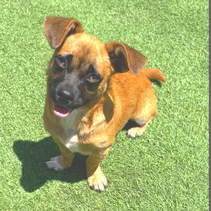 Enlarge Zuko, a Adoptable mixed breed in Idaho Falls, ID image 2/5