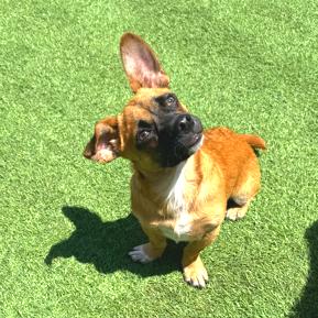Enlarge Zuko, a Adoptable mixed breed in Idaho Falls, ID image 3/5