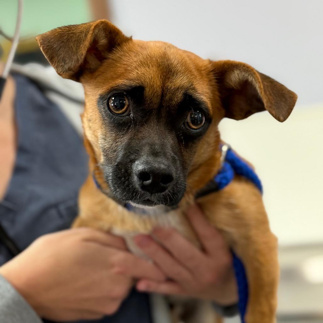 Enlarge Zuko, a Adoptable mixed breed in Idaho Falls, ID image 4/5