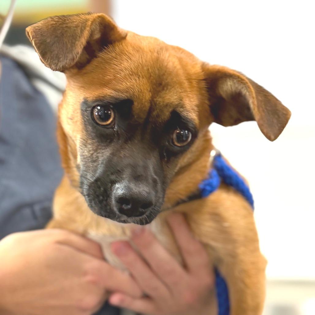 Enlarge Zuko, a Adoptable mixed breed in Idaho Falls, ID image 5/5