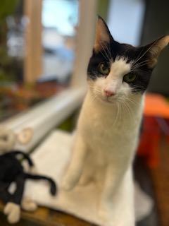 Enlarge Max, a ADOPTABLE Domestic Short Hair in Weehawken, NJ image 1/6