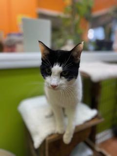 Enlarge Max, a ADOPTABLE Domestic Short Hair in Weehawken, NJ image 3/6