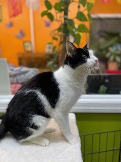 Enlarge Max, a ADOPTABLE Domestic Short Hair in Weehawken, NJ image 2/6