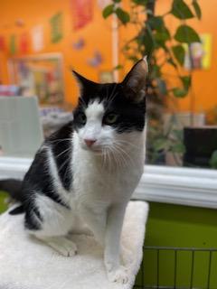 Enlarge Max, a ADOPTABLE Domestic Short Hair in Weehawken, NJ image 6/6