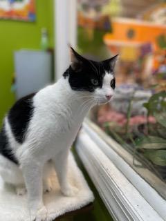 Enlarge Max, a ADOPTABLE Domestic Short Hair in Weehawken, NJ image 5/6
