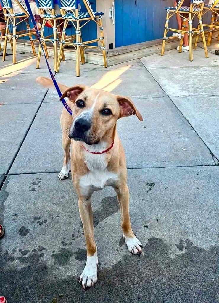 Tux, Adoptable, Puppy Male Mixed Breed.