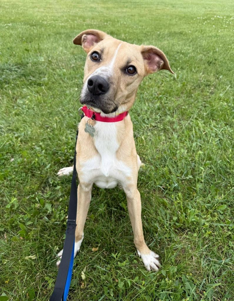 Tux, Adoptable, Puppy Male Mixed Breed.