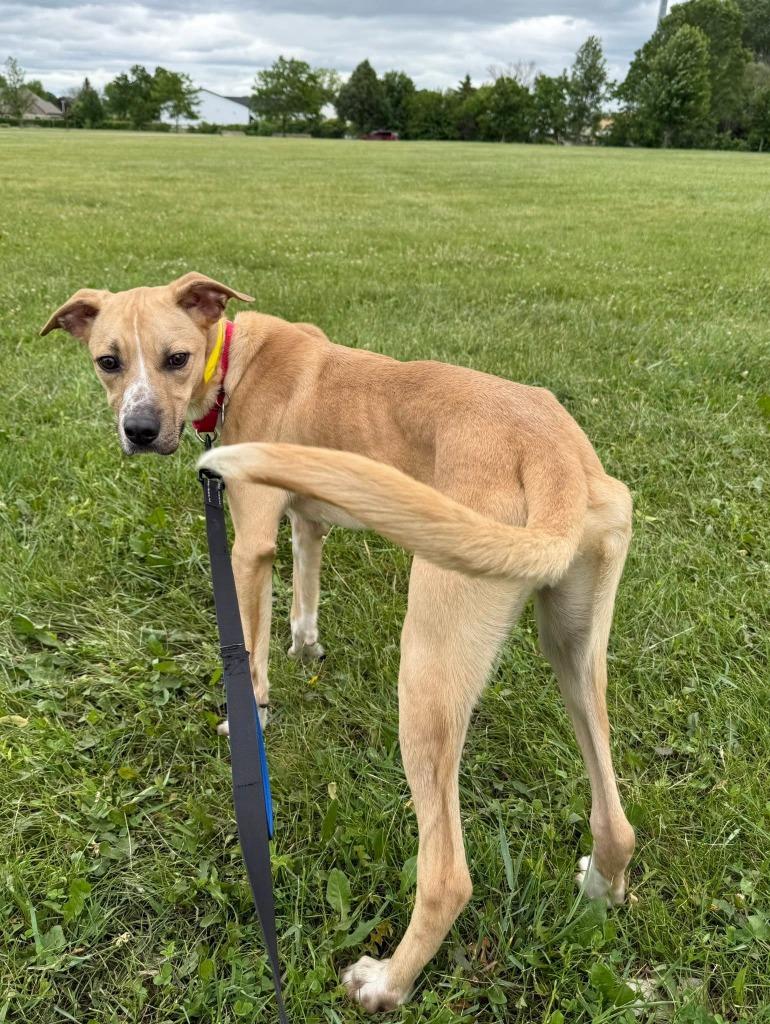 Tux, a Adoptable mixed breed in Fond Du Lac, WI image 2/5