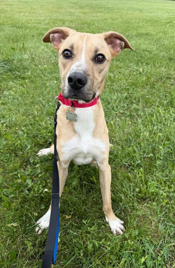 Tux, a Adoptable mixed breed in Fond Du Lac, WI image 4/5