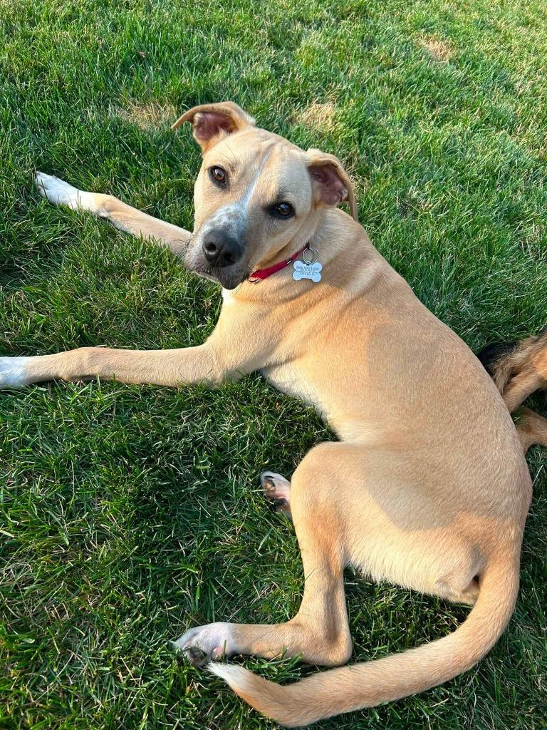 Tux, a Adoptable mixed breed in Fond Du Lac, WI image 6/6