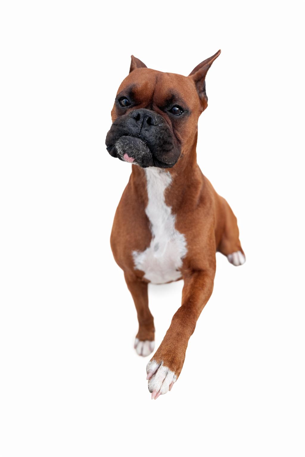 Enlarge Birdie , a Adoptable Boxer in SYLVANIA, GA image 5/6