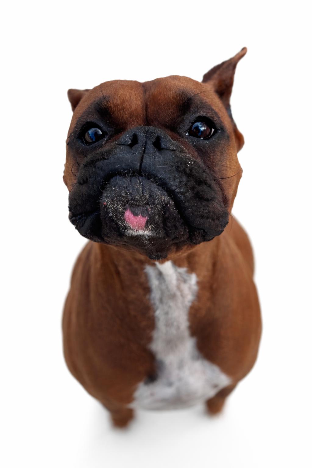 Enlarge Birdie , a Adoptable Boxer in SYLVANIA, GA image 6/6