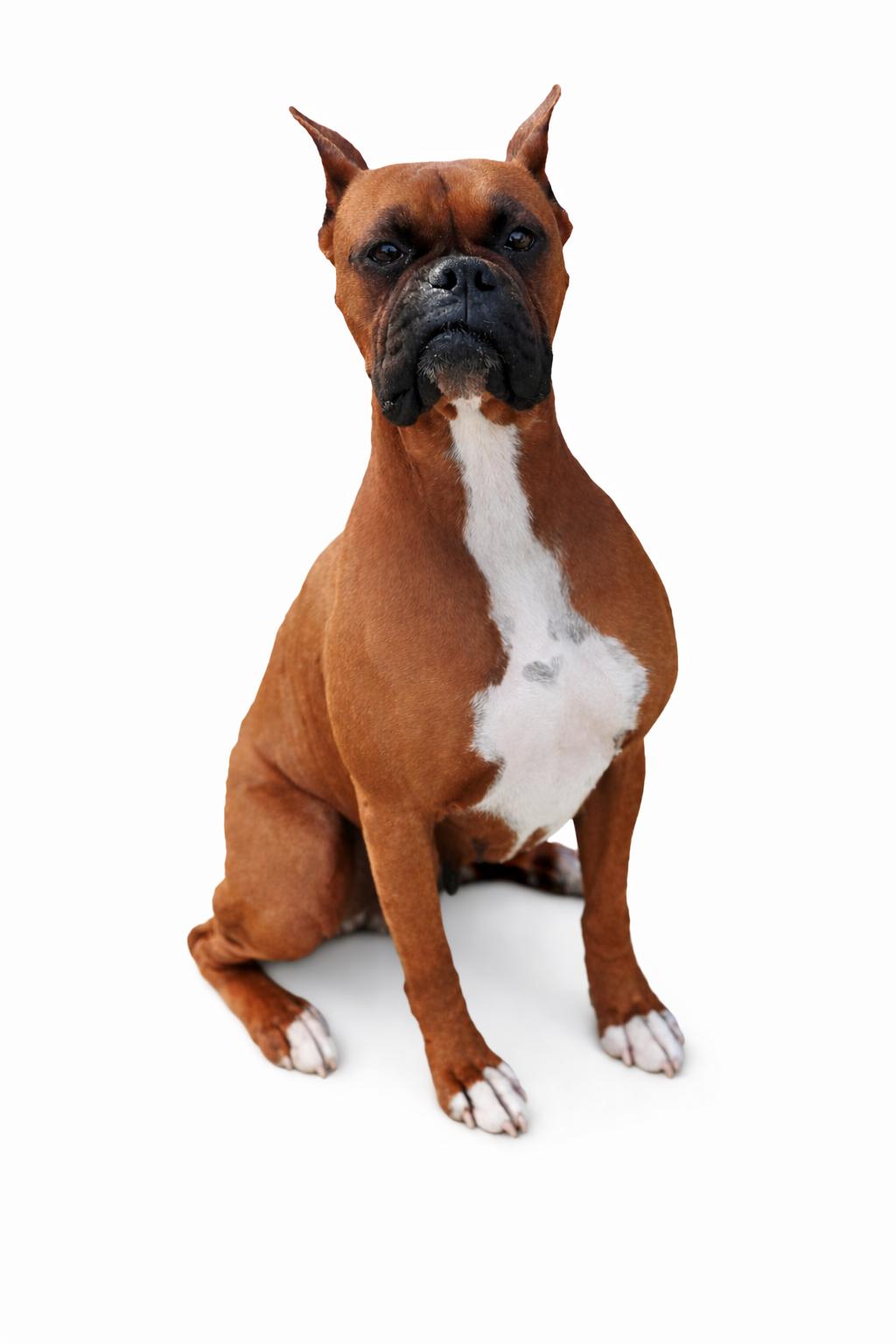 Enlarge Birdie , a Adoptable Boxer in SYLVANIA, GA image 4/6