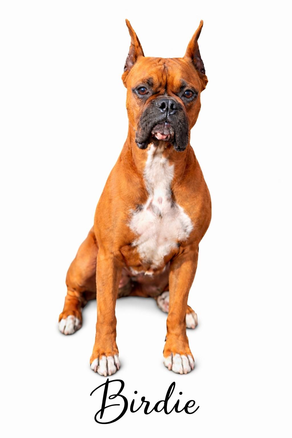 Enlarge Birdie , a Adoptable Boxer in SYLVANIA, GA image 2/6