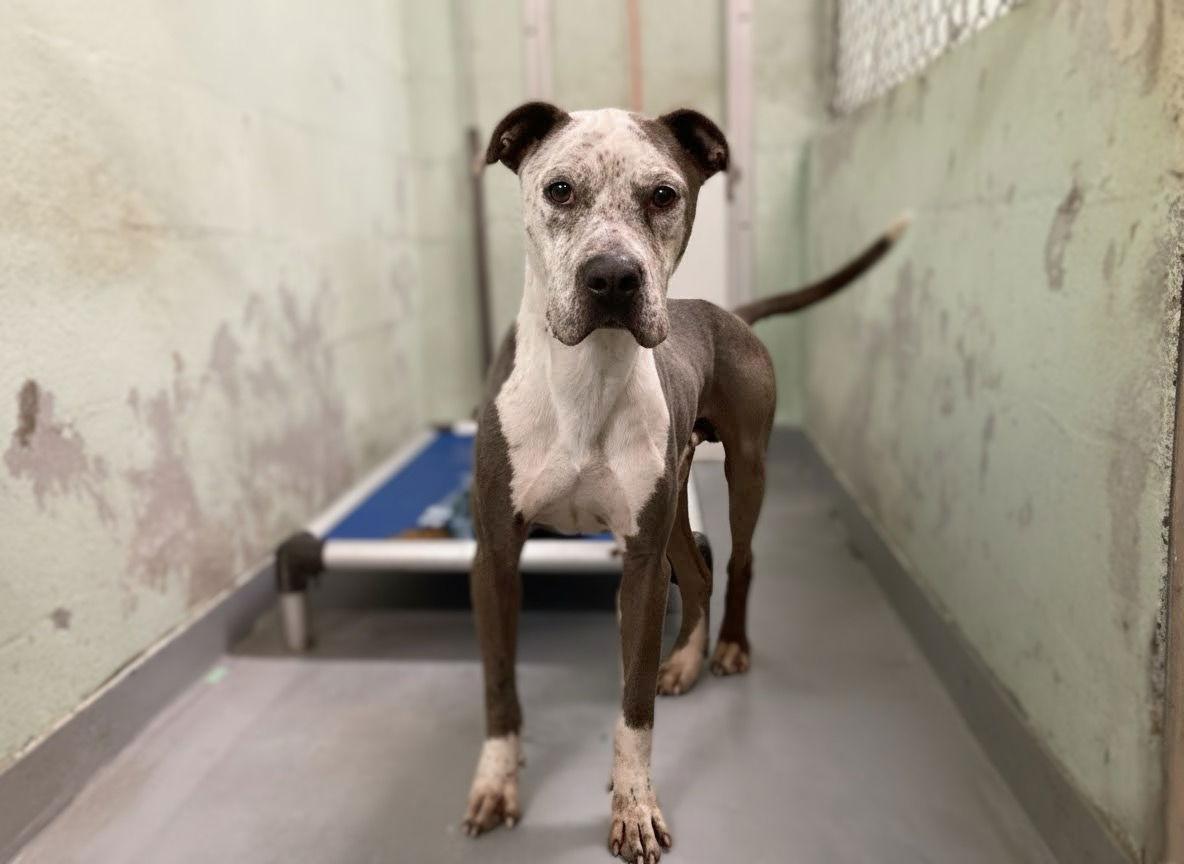 Champ, Adoptable, Adult Male Mixed Breed.