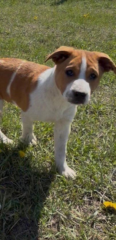 Enlarge Ben, a Adoptable Shepherd in Polson, MT image 1/3