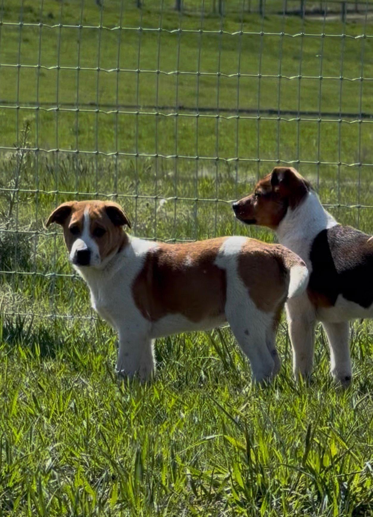 Enlarge Ben, a Adoptable Shepherd in Polson, MT image 3/3