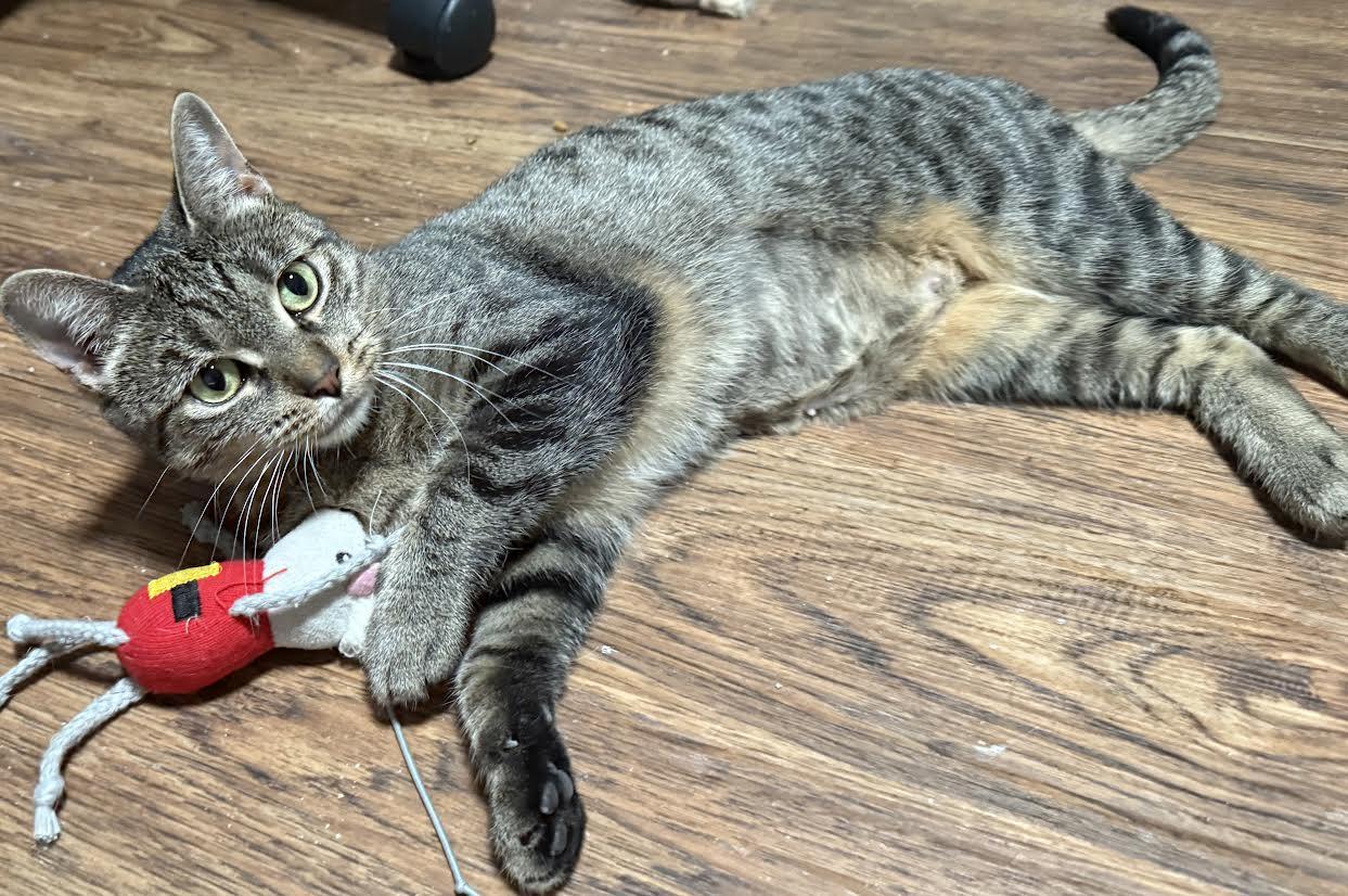 Enlarge Cheetah, a Adoptable Domestic Short Hair in Buffalo, NY image 1/4