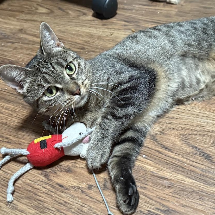 Enlarge Cheetah, a Adoptable Domestic Short Hair in Buffalo, NY image 2/4