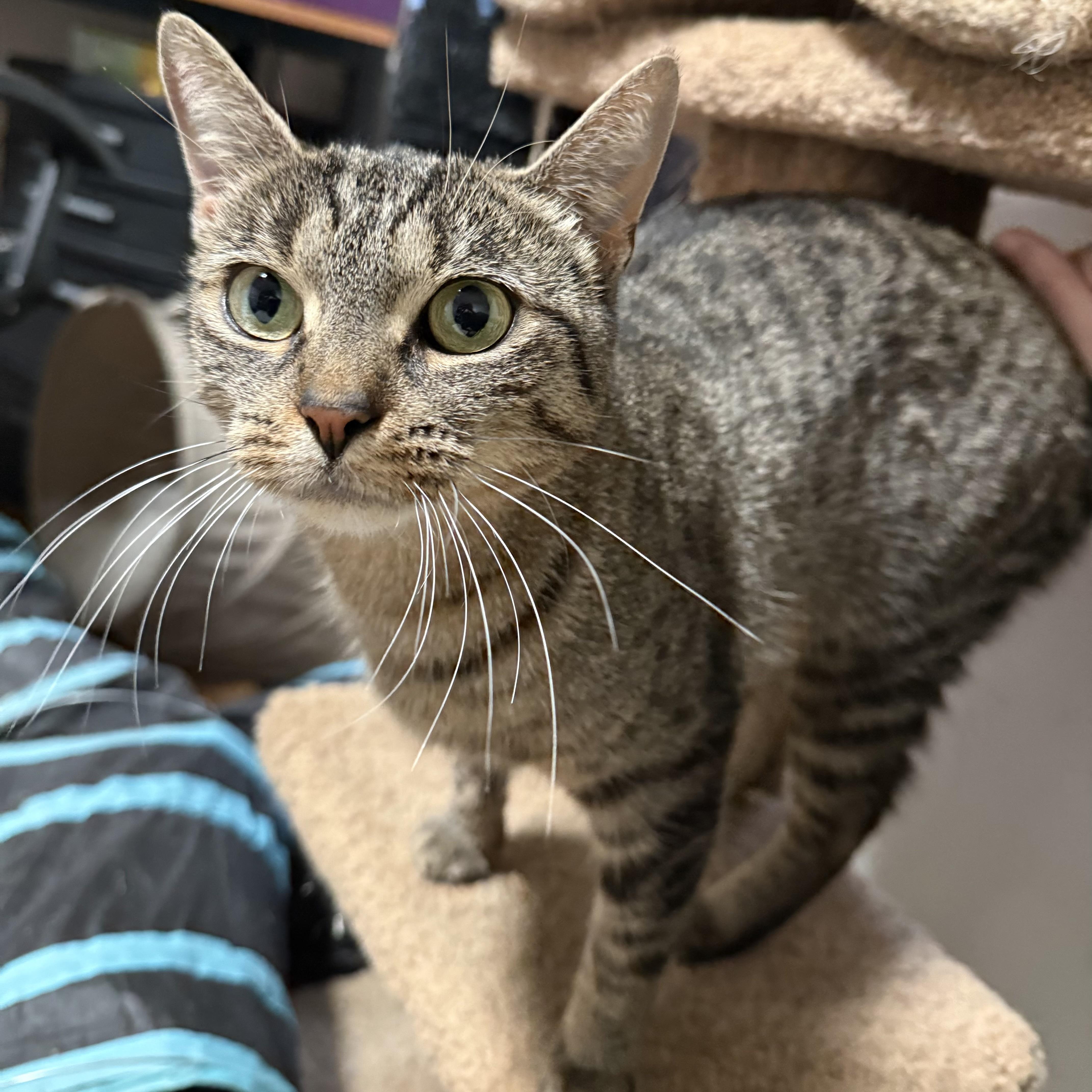 Enlarge Cheetah, a Adoptable Domestic Short Hair in Buffalo, NY image 4/4