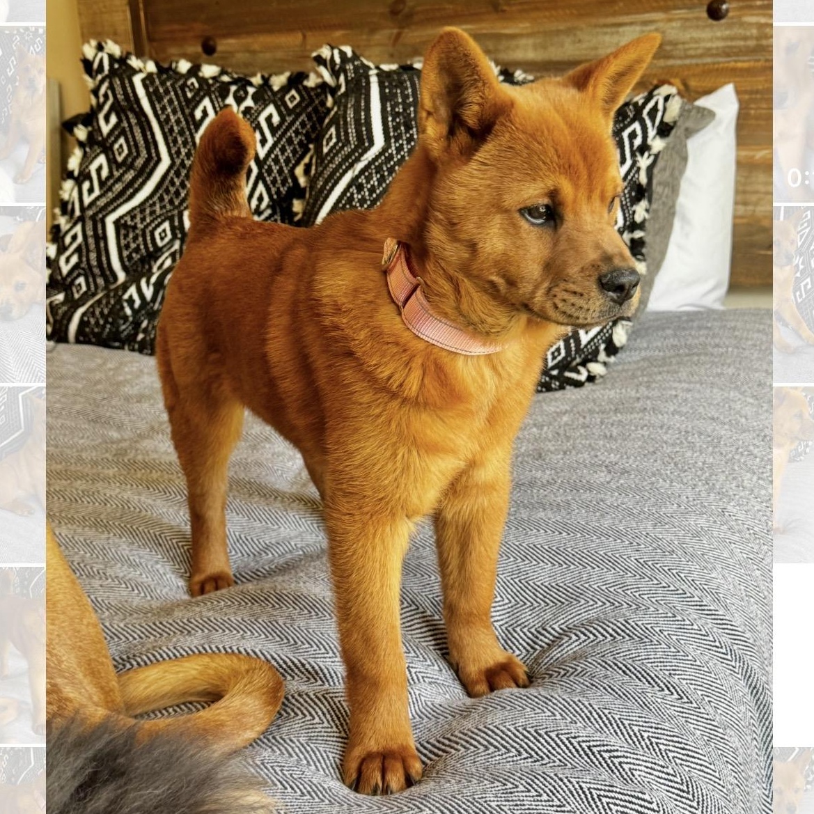 Enlarge Mochi, an adoptable mixed breed in Boston, MA image 5/6