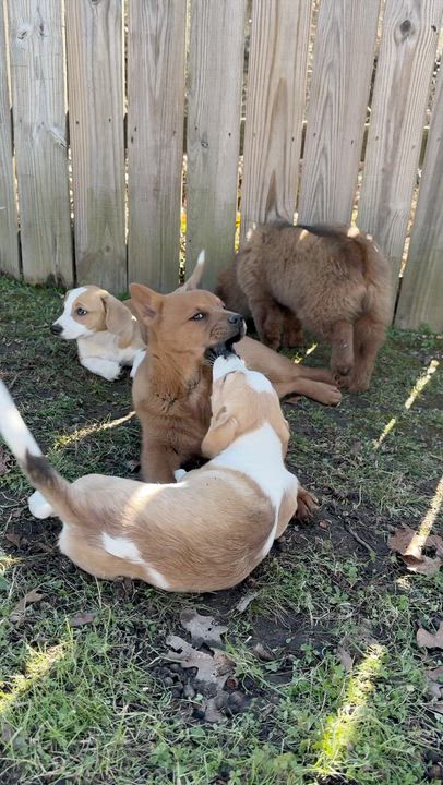 Enlarge Mochi, an adoptable mixed breed in Boston, MA video 6/6