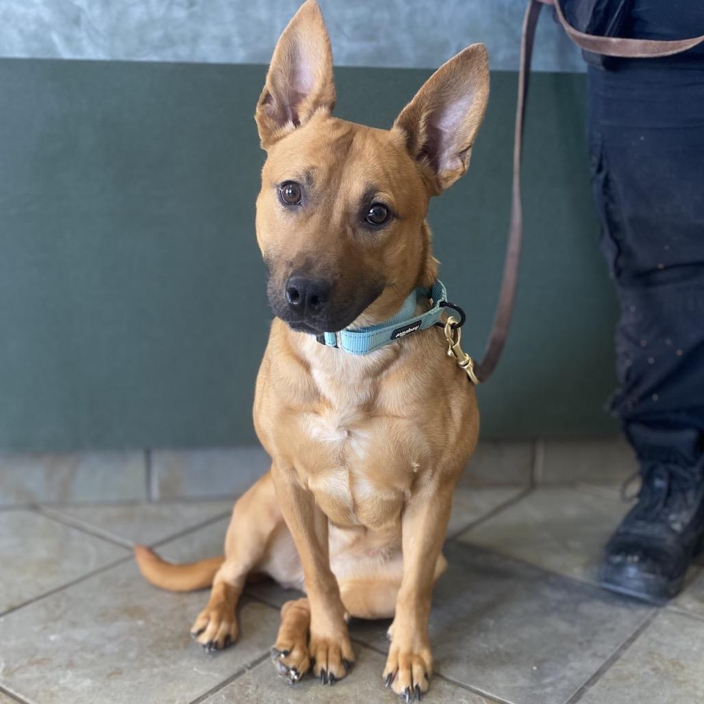 Venti, Adoptable, Adult Female Mixed Breed.