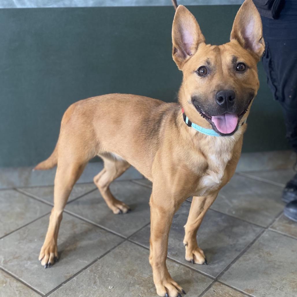 Enlarge Venti, a Adoptable Mixed Breed in Batavia, OH image 2/3