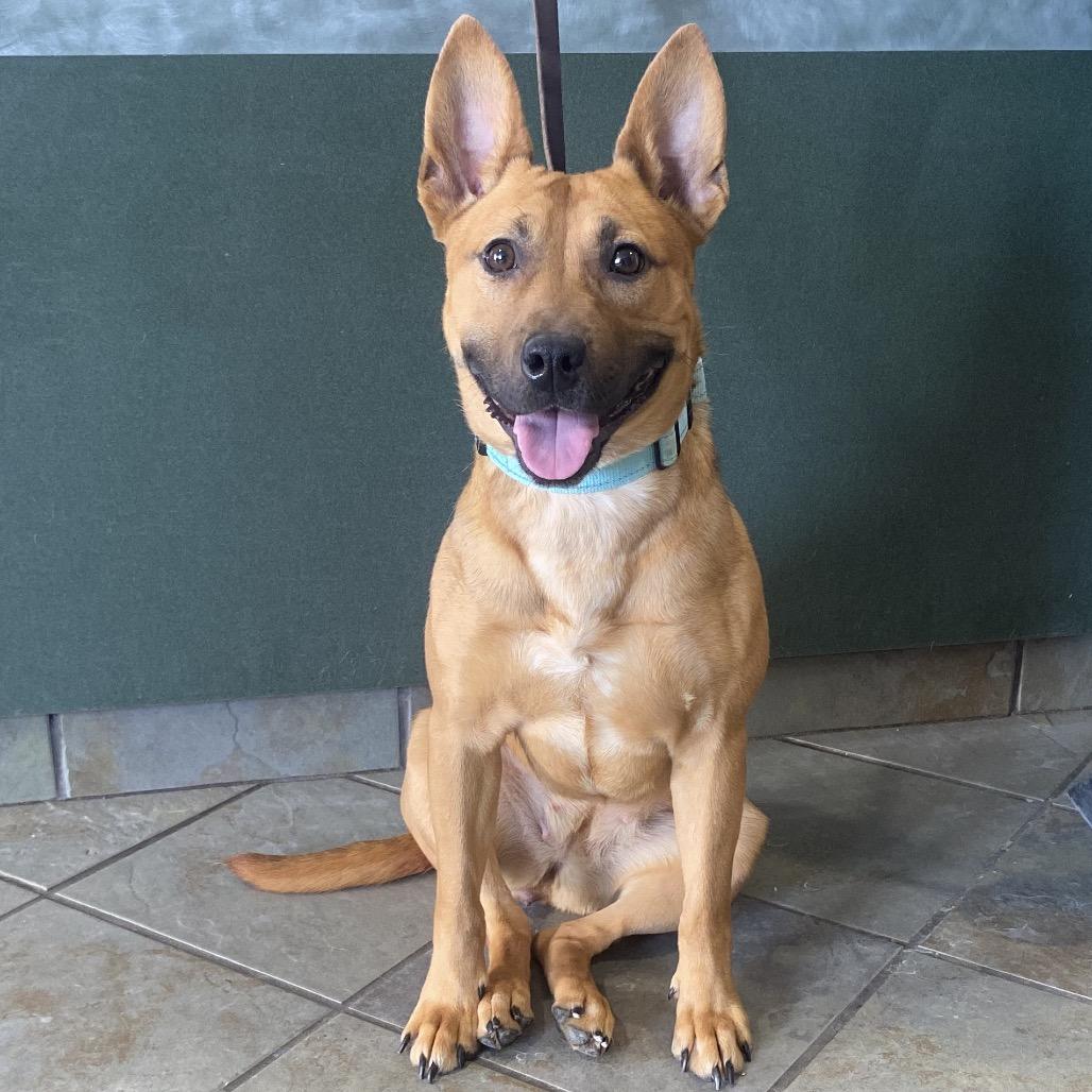 Enlarge Venti, a Adoptable Mixed Breed in Batavia, OH image 3/3