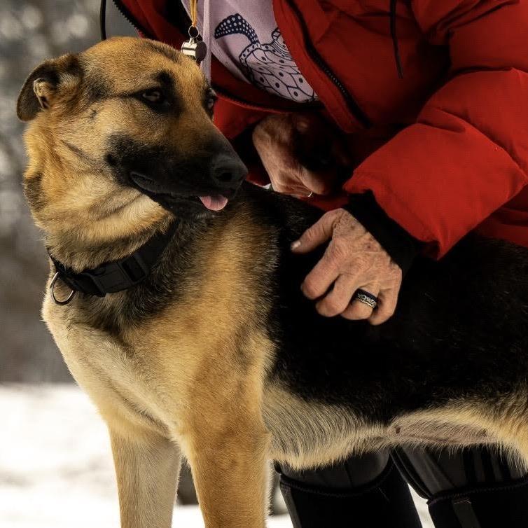 Corona (26-066), a Adoptable German Shepherd Dog in New Ringgold, PA image 1/5