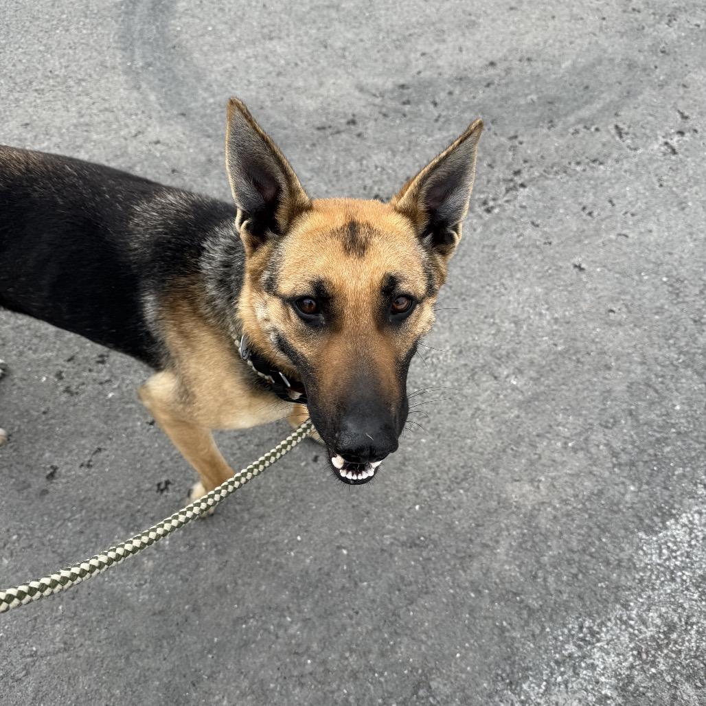 Corona (26-066), a Adoptable German Shepherd Dog in New Ringgold, PA image 2/5