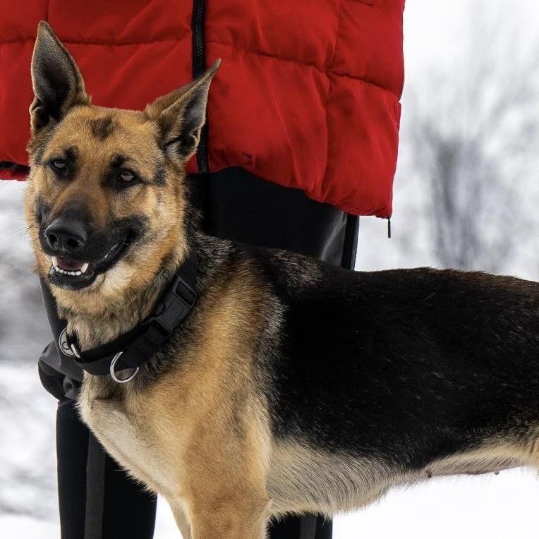 Corona (26-066), a Adoptable German Shepherd Dog in New Ringgold, PA image 4/5
