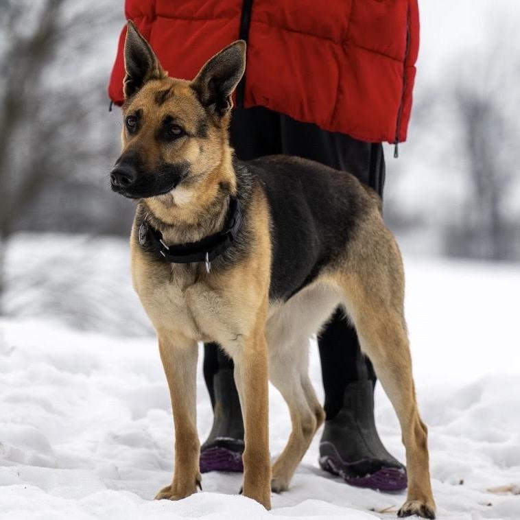 Corona (26-066), a Adoptable German Shepherd Dog in New Ringgold, PA image 5/5