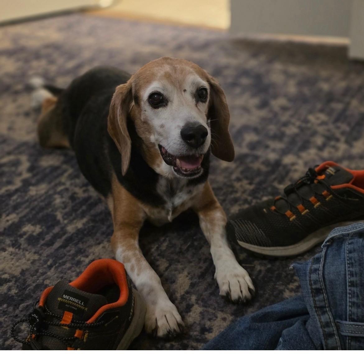 Enlarge Hank, a Adopted Beagle in Weatherford, TX image 1/5