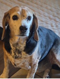 Enlarge Hank, a Adopted Beagle in Weatherford, TX image 4/5