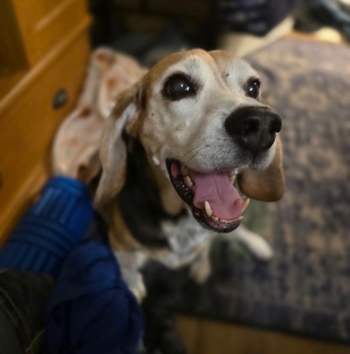 Enlarge Hank, a Adopted Beagle in Weatherford, TX image 2/5