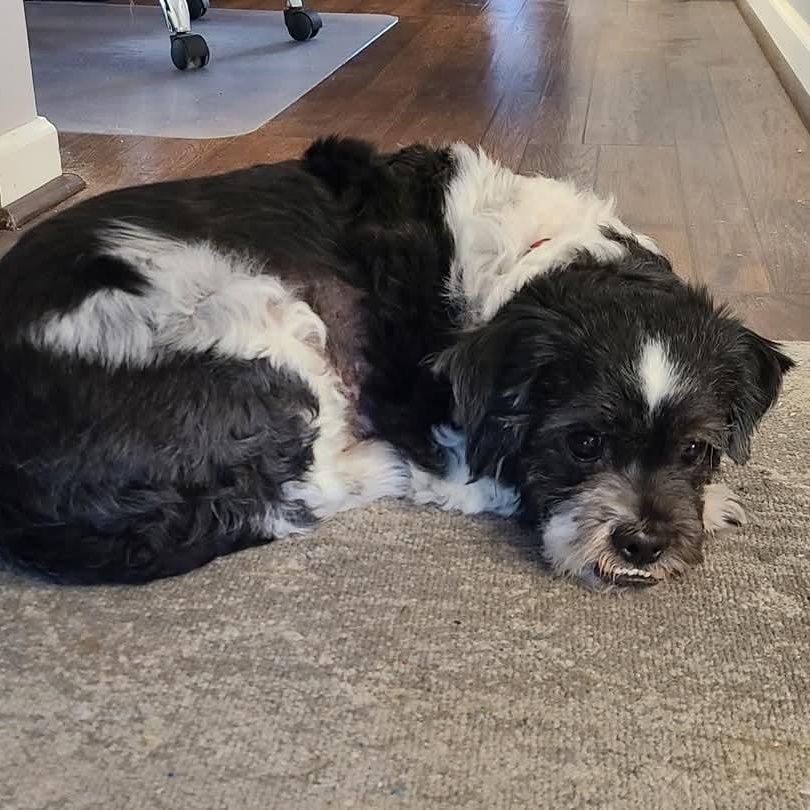 Gremlin, adopted, Adult Male Lhasa Apso & Terrier.