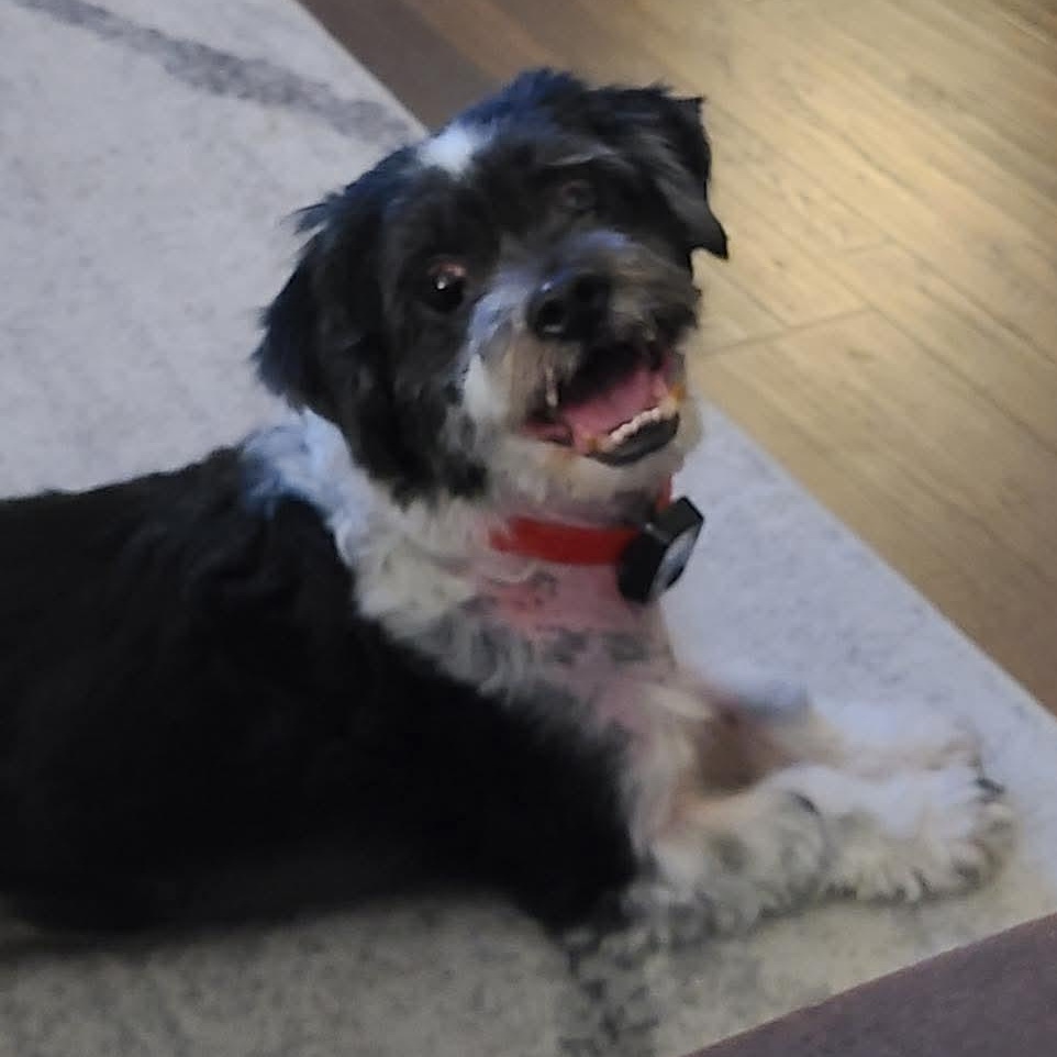 Enlarge Gremlin, an adopted mixed breed in The Colony, TX image 2/3