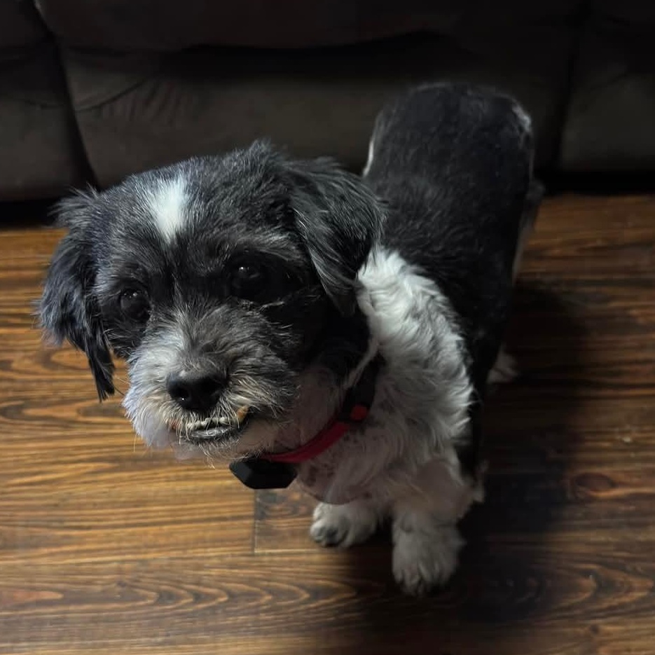 Enlarge Gremlin, an adopted mixed breed in The Colony, TX image 3/3