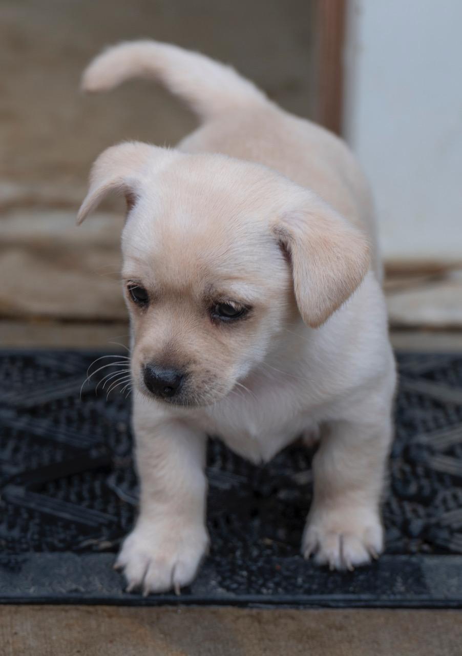 Enlarge Elsa, an adopted mixed breed in Winston-Salem, NC image 3/6