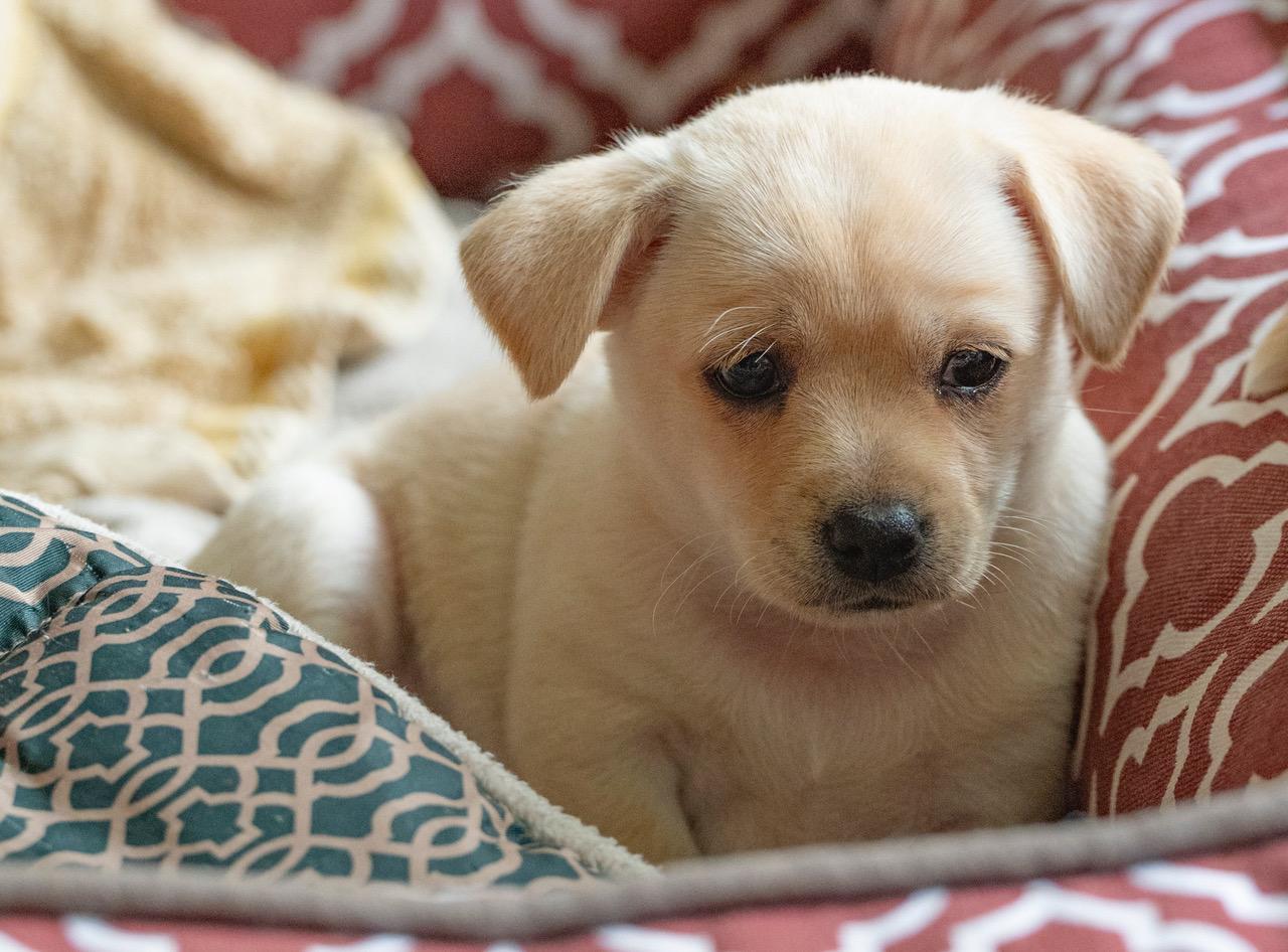 Enlarge Elsa, an adopted mixed breed in Winston-Salem, NC image 1/6