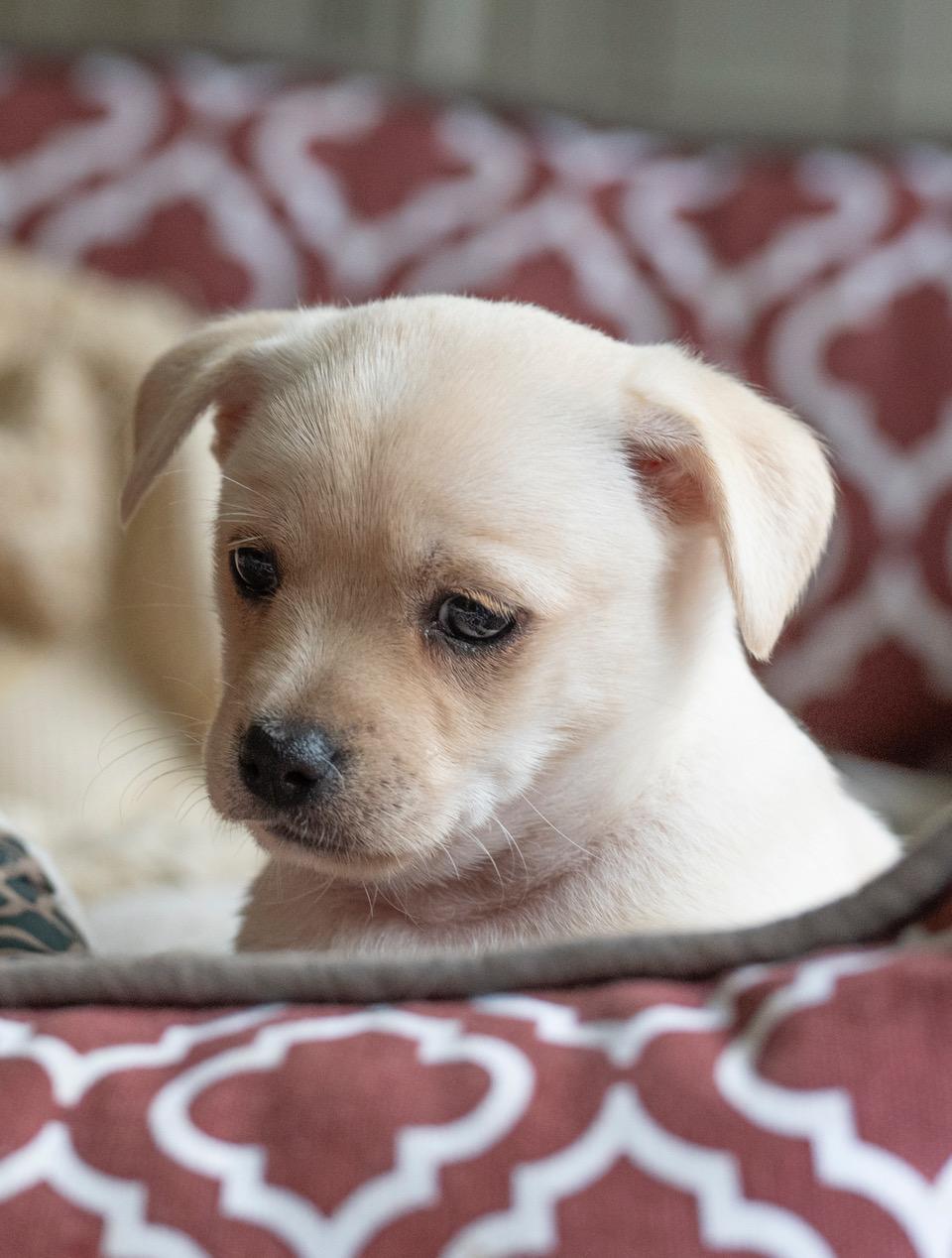 Enlarge Elsa, an adopted mixed breed in Winston-Salem, NC image 2/6