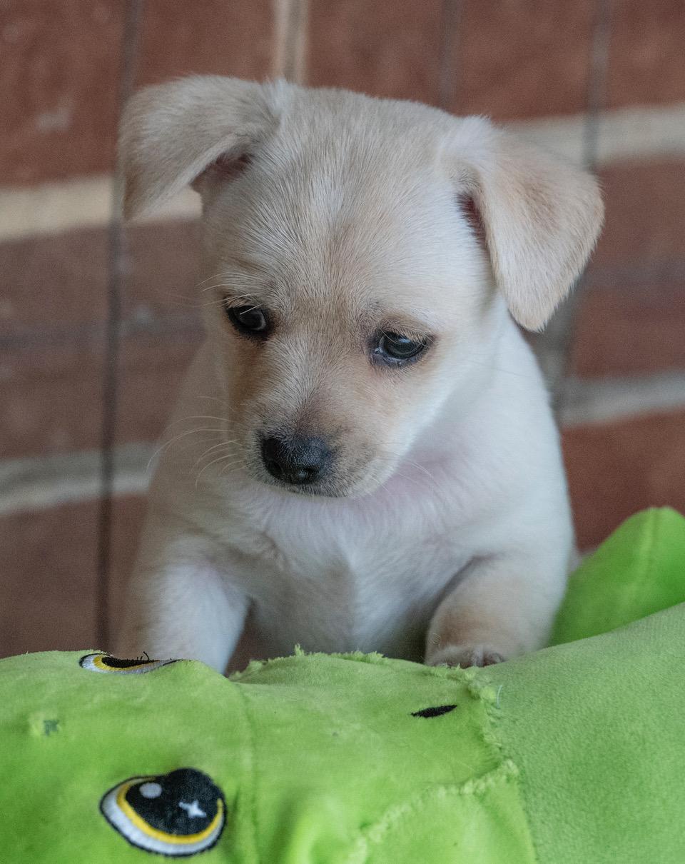 Enlarge Elsa, an adopted mixed breed in Winston-Salem, NC image 5/6