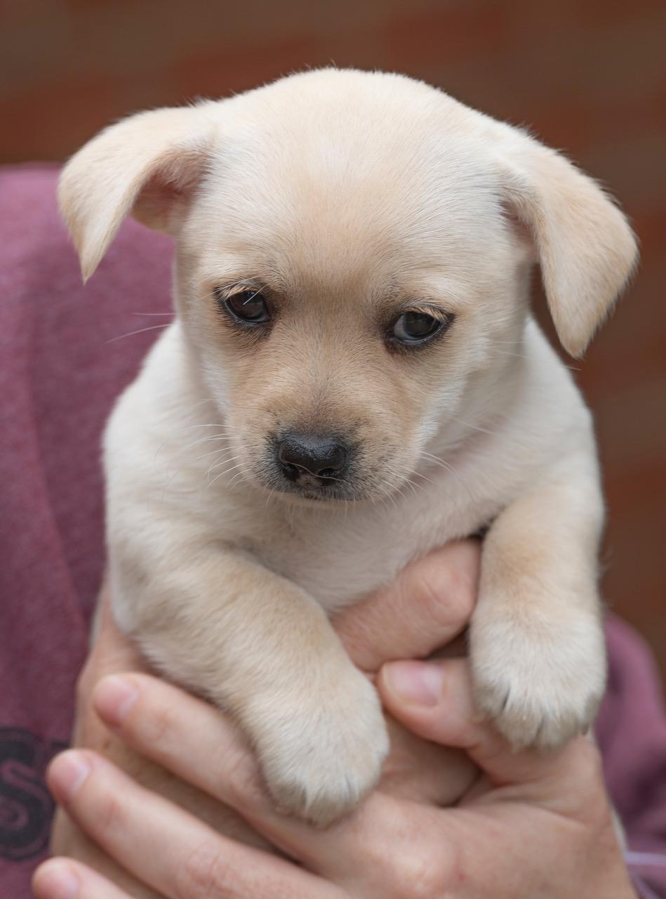 Enlarge Elsa, an adopted mixed breed in Winston-Salem, NC image 4/6